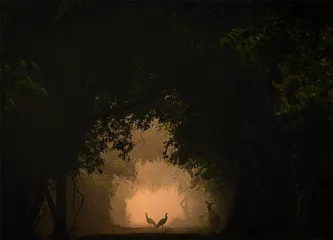 年度野生动物摄影师大赛揭晓7