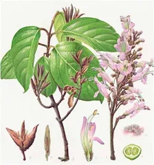 “中国植物画第一人”曾孝濂:画与相1