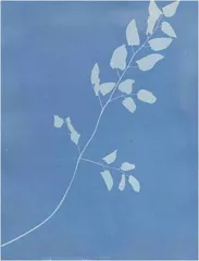 “中国植物画第一人”曾孝濂:画与相2