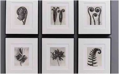 “中国植物画第一人”曾孝濂:画与相4