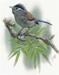 “中国植物画第一人”曾孝濂:画与相6