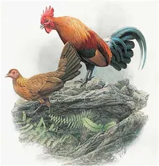 “中国植物画第一人”曾孝濂:画与相7