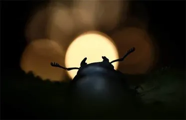 震撼心灵的佳作!21