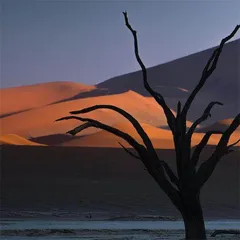 纳米比亚的极致动与静