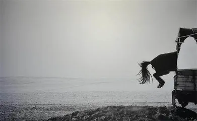 王争平:草原三部曲把远方的远归还草原6