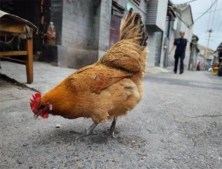 手机摄影新宠儿4