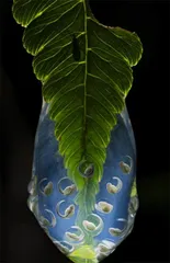 “蜜蜂球”获全球大奖10