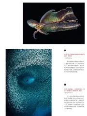 2022世界海洋摄影师大赛获奖作品关注海洋多样性与危机!1