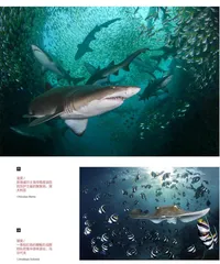 2022世界海洋摄影师大赛获奖作品关注海洋多样性与危机!4