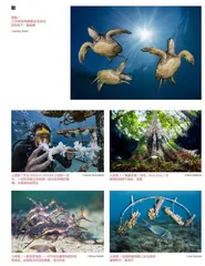 2022世界海洋摄影师大赛获奖作品关注海洋多样性与危机!5