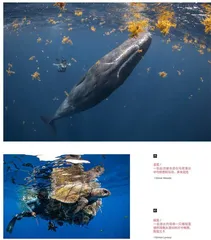 2022世界海洋摄影师大赛获奖作品关注海洋多样性与危机!6