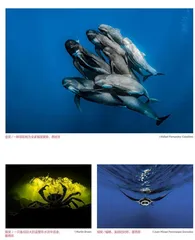 2022世界海洋摄影师大赛获奖作品关注海洋多样性与危机!8