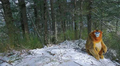 野生大熊猫和它的伙伴们2