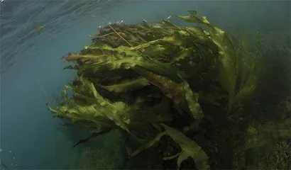 蓝色世界的环境变迁2