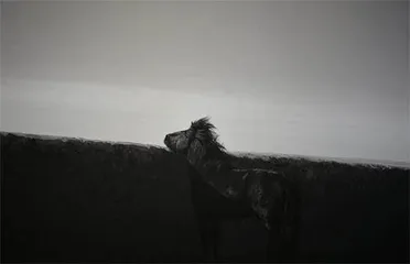王争平:草原三部曲把远方的远归还草原2