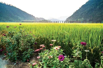 拓展农民增收渠道，富民靠产业