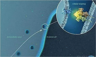 外泌体疗法：医美新宠还是科学骗局？