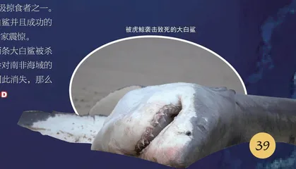凶猛的虎鲸3
