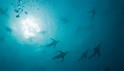 关于鸟类的12个惊人事实4
