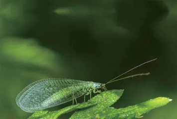 草蛉:帮人们消灭害虫的小精灵4