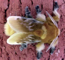 剧毒小虫1