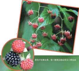 第三代黄金水果——莓子1