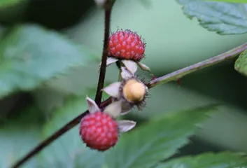 第三代黄金水果——莓子12