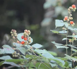 第三代黄金水果——莓子13