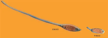 天鹅长吻虫：伸长“脖子”找吃的