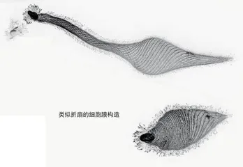 天鹅长吻虫:伸长“脖子”找吃的2