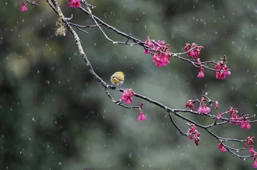 32 种！台湾特有鸟类之美