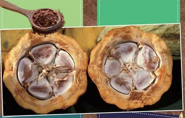 可可果荚的再生之路0