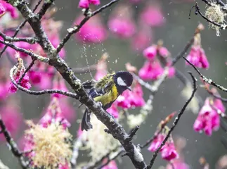 32 种!台湾特有鸟类之美3