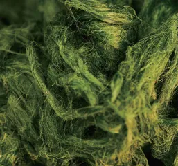 水青苔：不起眼的水中野菜0