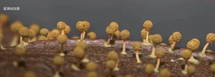 周洋霞 珠宝沉默不语 却比任何语言更能打动人心