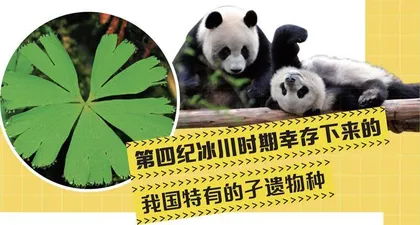 最“孤独”的植物——独叶草1