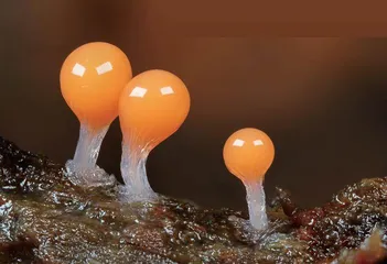 生物摄影1