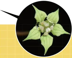 最“孤独”的植物——独叶草2