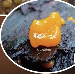 生物摄影2