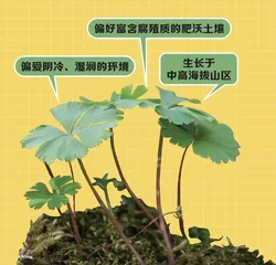 最“孤独”的植物——独叶草3