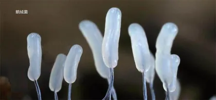 生物摄影3