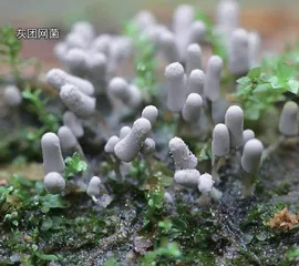 生物摄影4