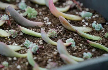 最“孤独”的植物——独叶草5