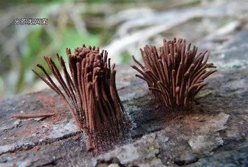 生物摄影5