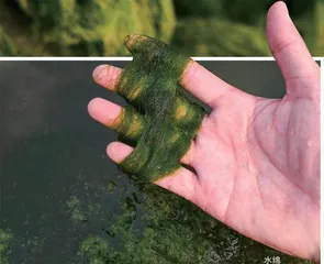 水青苔:不起眼的水中野菜2