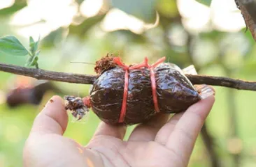 最“孤独”的植物——独叶草6