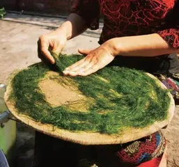 水青苔:不起眼的水中野菜4