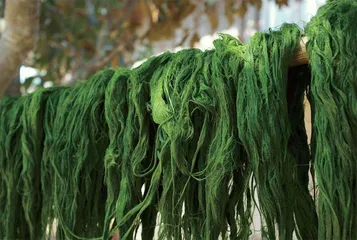 水青苔:不起眼的水中野菜7