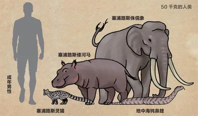 侏儒象和倭河马为何突然消失?2
