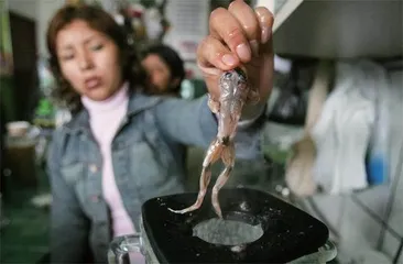 奇特美食大赏,惊掉你的下巴2